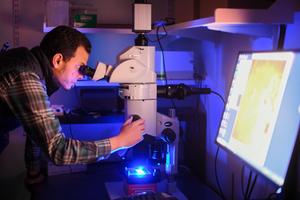 Osama Harraz, Ph.D., assistant professor of pharmacology at Larner College of Medicine