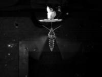 Moth Tracking a Robotic Flower