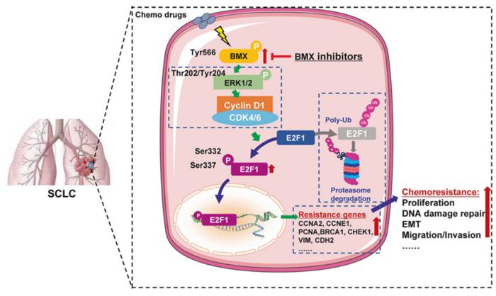 New Drug Candidate Shows Promise in Overcoming Chemotherapy Resistance in Small Cell Lung Cancer