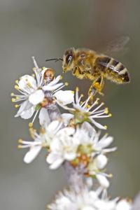 Bee 