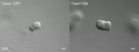 Video: Twist1 Induces Cellular Migration