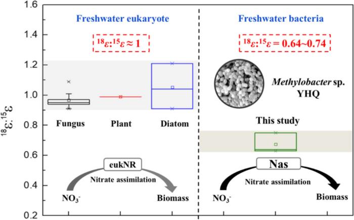 Unraveling the mechanism of assimilatory nitrate reduction and methane oxidation by Methylobacter sp. YHQ through dual N-O isotope analysis and kinetic modeling