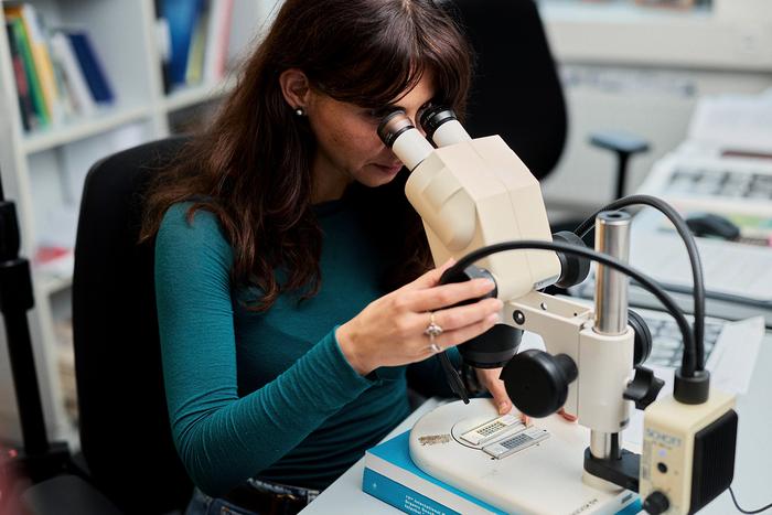Flavia Boscolo-Galazzo works with fossil foraminifera.