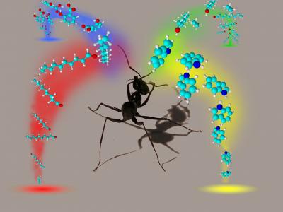 Stereo Smelling of a Desert Ant