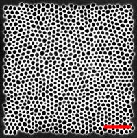 A Network Laser Based on Feathers with the Channel-type Nanostructure