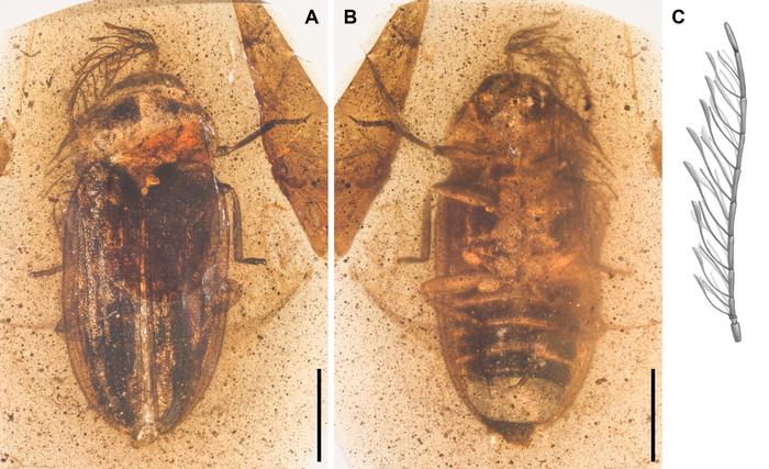 Icaroramus perisi and its unique heteroramose antennae