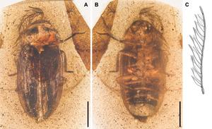 Icaroramus perisi and its unique heteroramose antennae