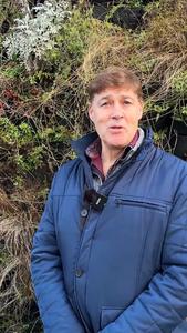 Living walls boost biodiversity by providing safe spaces for urban wildlife