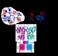 Taste Receptor