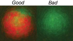 Schematic illustration showing INSULIN (green) and FXYD2 (red) expression