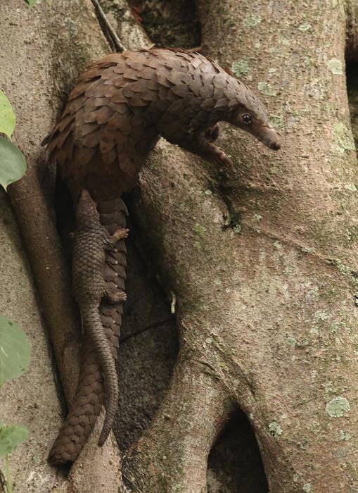 Trafficked pangolin DNA reveals hotspots of illegal wildlife trade