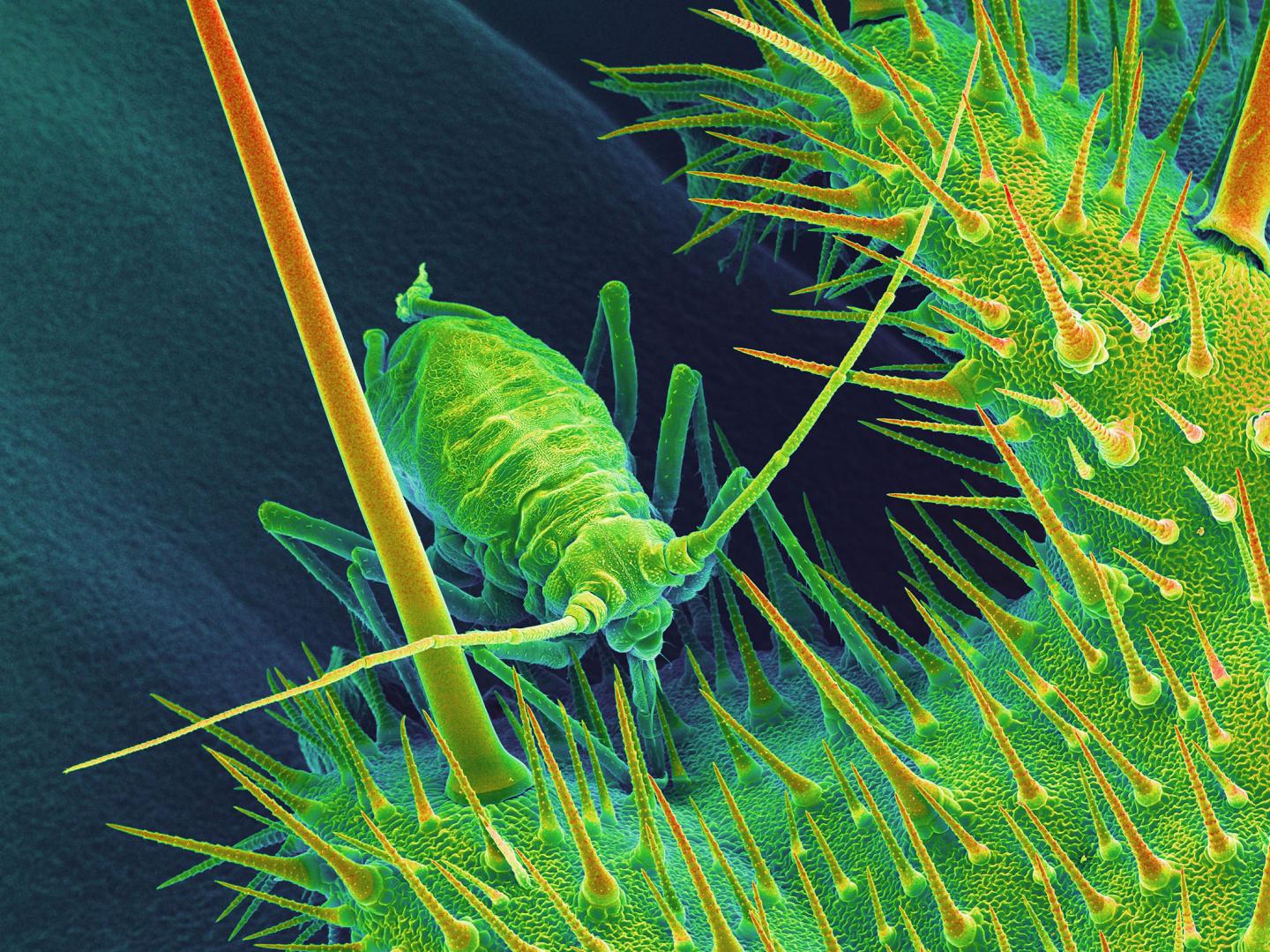 Aphid on the Leaf Surface of <i>Caiophora deserticola</i> (Loasaceae)