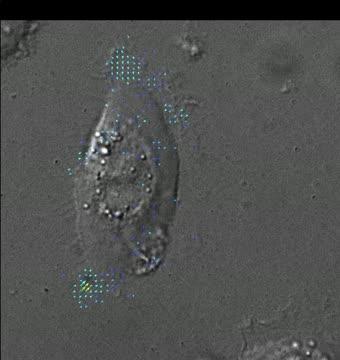 A "Walking" Skin Cell