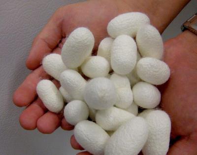 Generic Silk Cocoon