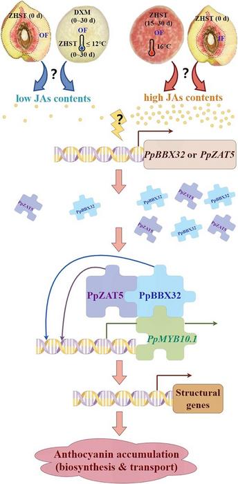 The proposed mechanisms for jasmonates (JAs) inducible PpZAT5 and PpBBX32 modulating cultivar/temperature/tissue-dependent anthocyanin accumulation in peach fruit.