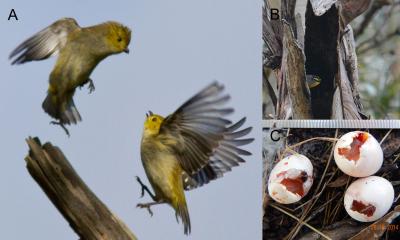 Nest Site Competition