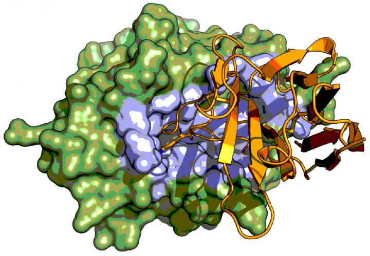 X-ray Crystal Structure