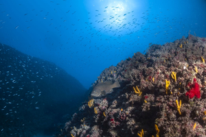 Fish population