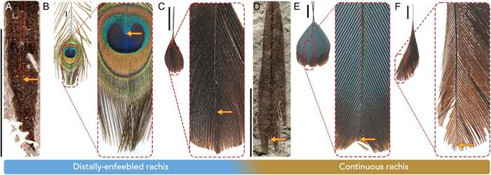 New species from the Cretaceous bears longest, best-preserved examples of extinct type of tail feather