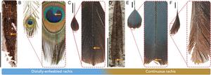 New species from the Cretaceous bears longest, best-preserved examples of extinct type of tail feather