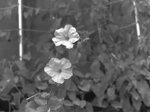 Petunia Oscillating in Natural Wind