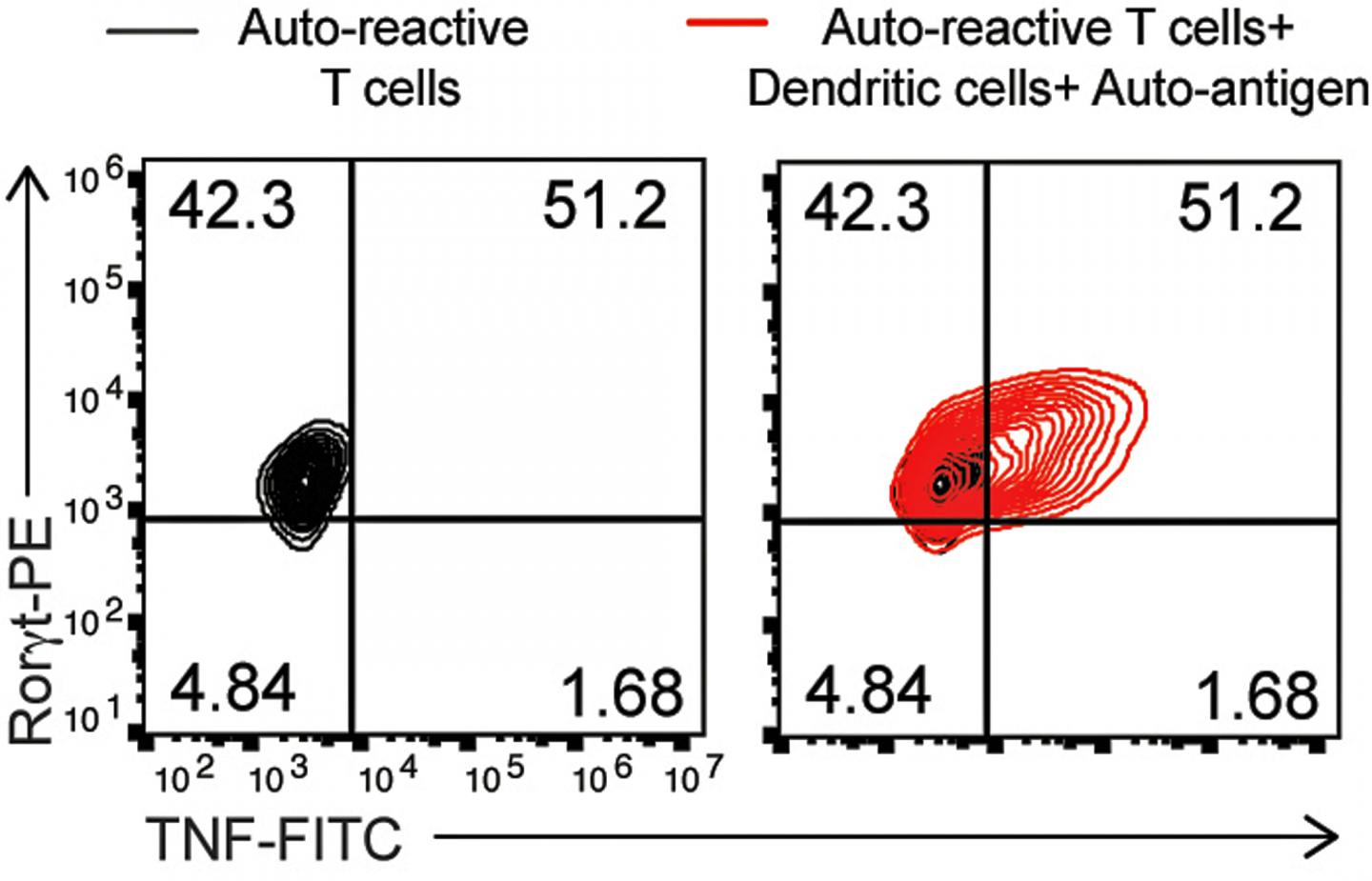 Autoimmunity Acceleration