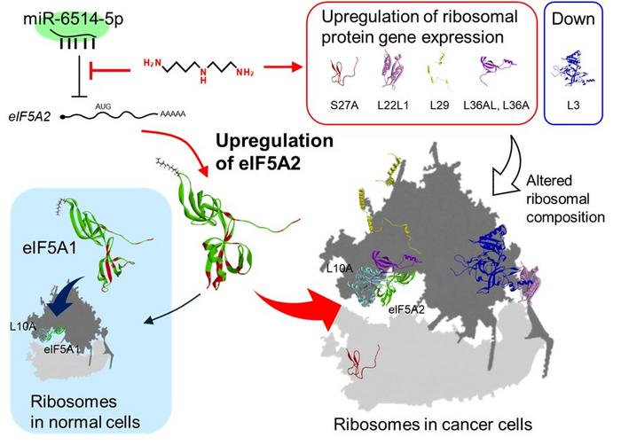 Polyamines and their role in cancer