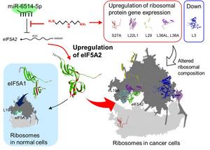 Polyamines and their role in cancer