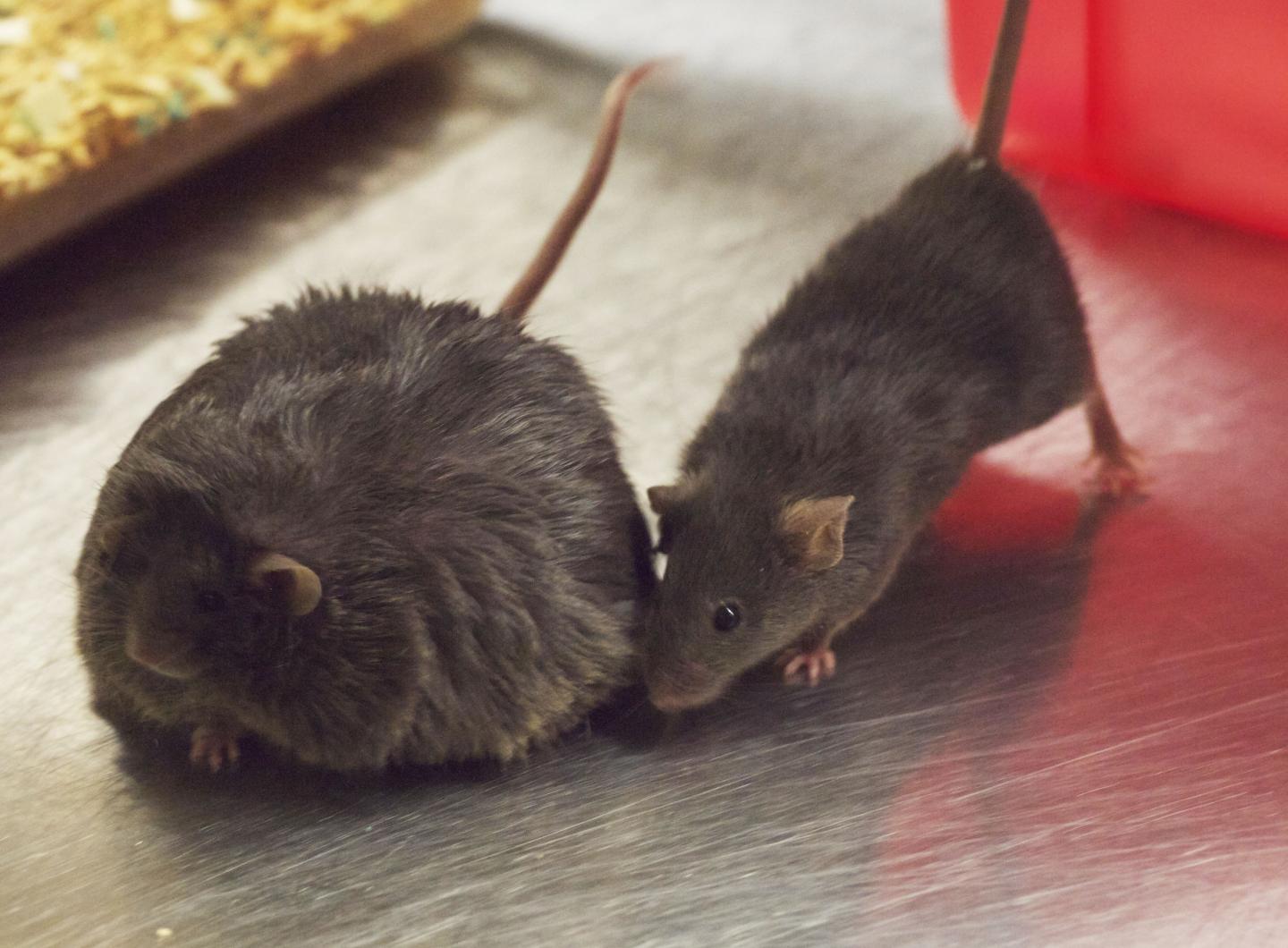 New Systems Tools Help Identify New Genes Affecting Body Weight (1 of 2)