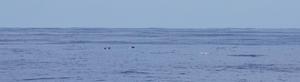 An image of dolphins in the Pacific Ocean