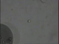 Dot-Janus Particle (1 of 2)