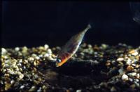 Male Stickleback in Breeding Condition