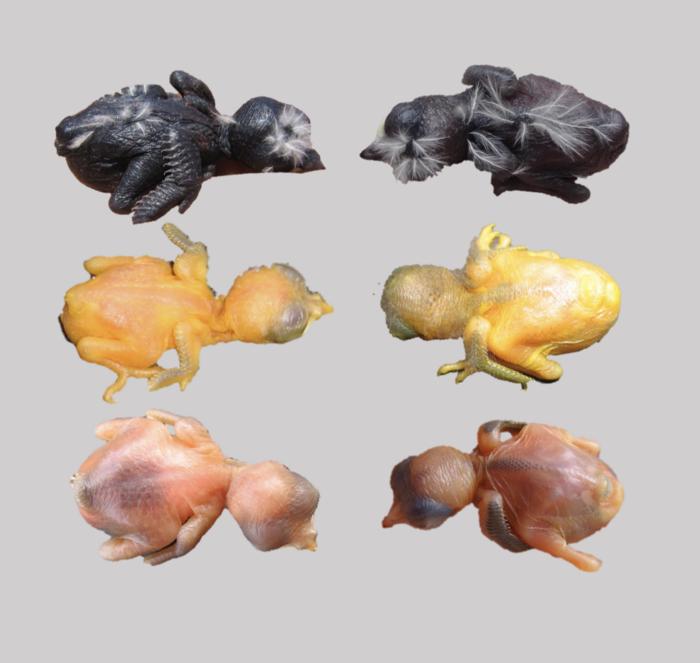 Cuckoo nestlings mimic the nestlings of their host bird