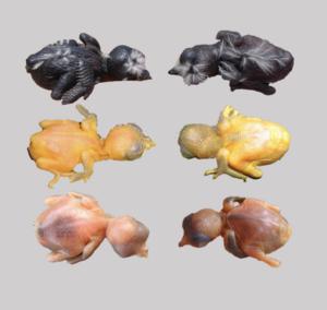 Cuckoo nestlings mimic the nestlings of their host bird