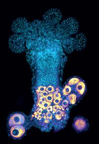 A Female Sexual Polyp of the Cnidarian Hydractinia Symbiolongicarpus