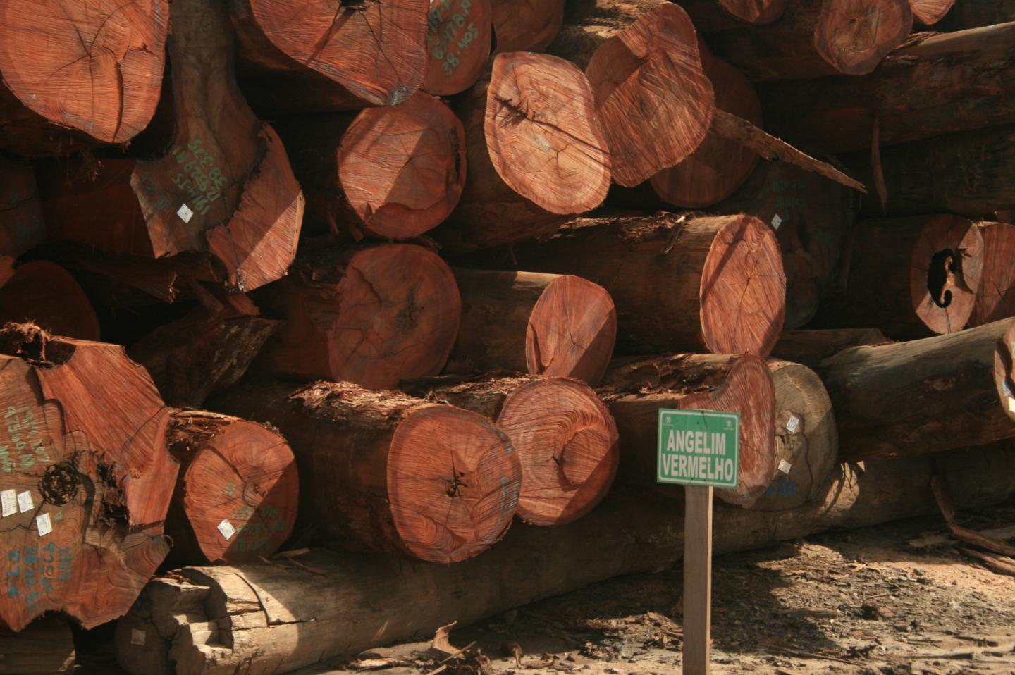 Timber Logging in the Amazon