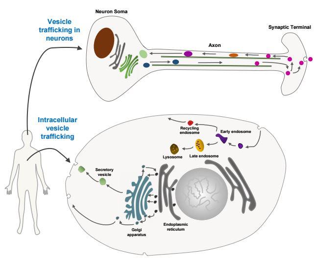 Intracellular Trafficking Image