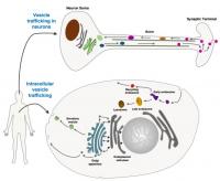 Intracellular Trafficking Image