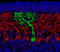 Mouse Cerebellum