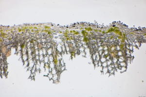 Cross-section of alcobiosis