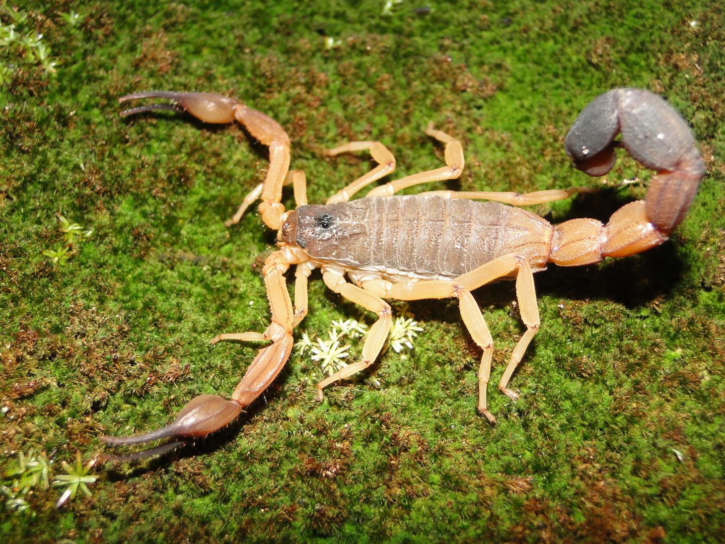 Known Species of the Club-Tailed Scorpion Group