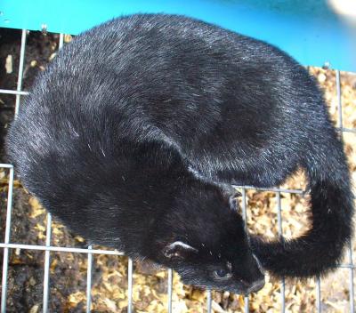 Mink