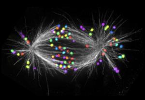 A human metaphase spindle in cells treated with low concentrations of nocodazole
