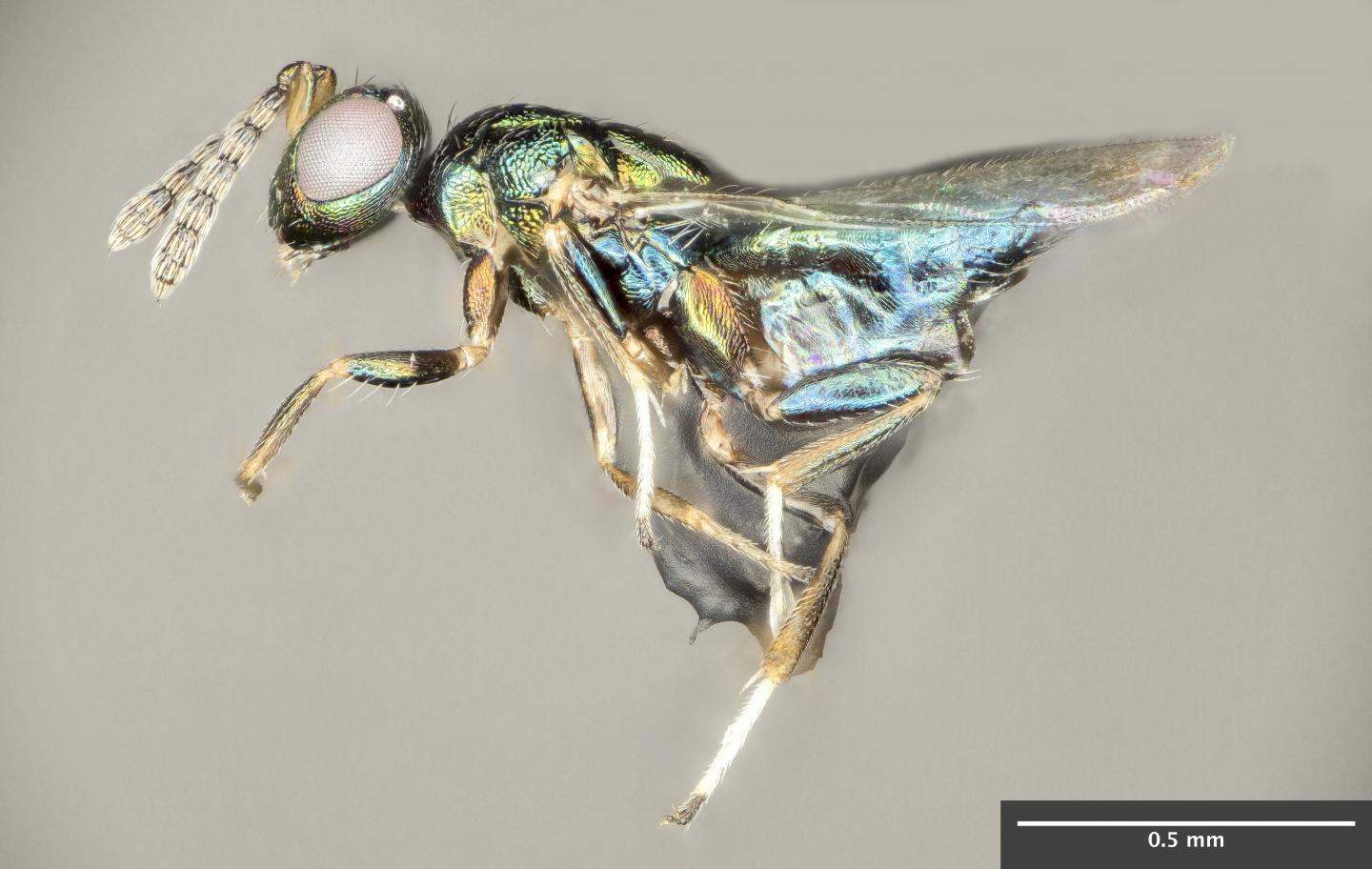 Wasp (1 of 2)
