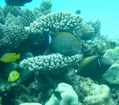 Surgeonfish