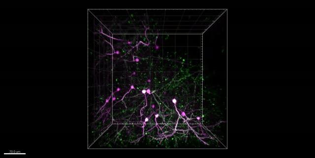 AMPA Receptors in Brain Cells of a Live Mouse