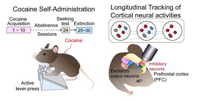 Secret to Drug Addiction Relapse Found: Brain's Addiction Circuit Identified​