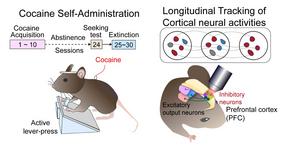 Secret to Drug Addiction Relapse Found: Brain's Addiction Circuit Identified​