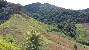 Deforestation in SE Asia