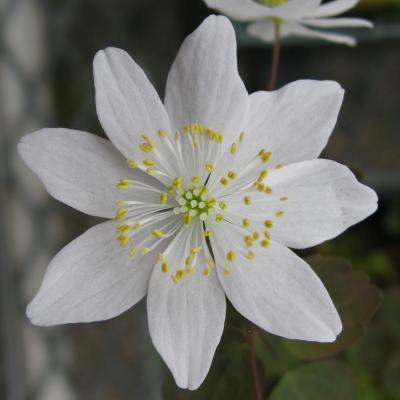 <i>Thalictrum thalictroides</i> Wild-Type